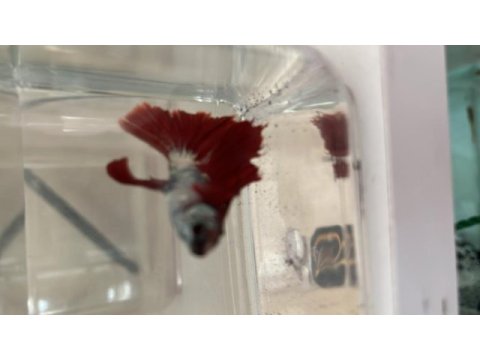 Karaağaç mezarlığı karşısı meydan petshop balıklar