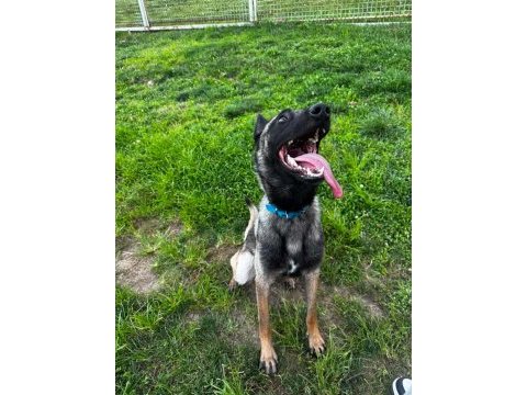 Acil uyguna tüm eşyalarıyla verilecek malinois