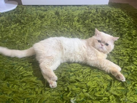 Mavi gözlü iran kedisi