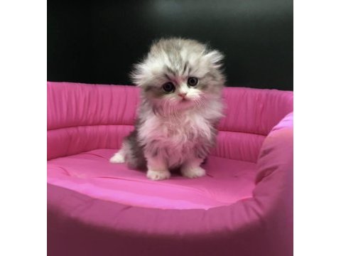 Scottish fold longhair yavrumuz