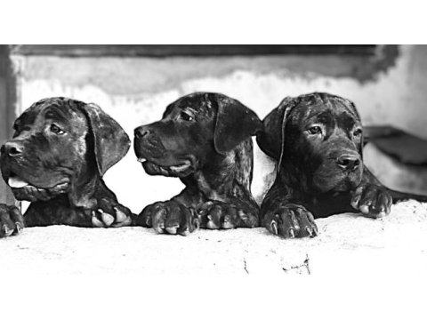 Scr kıf belgeli cane corso