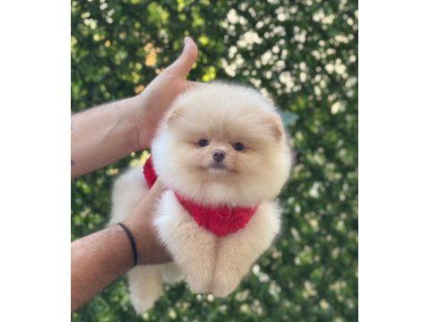 Minik pamuk topu pomeranian boo