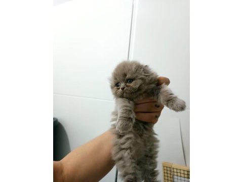 Scottish fold yavrular