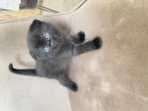 Scottish fold bebeğimiz
