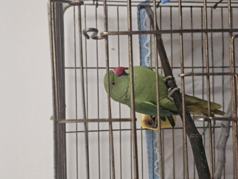 Yavru ele alışmakta olan pakistan papağanı