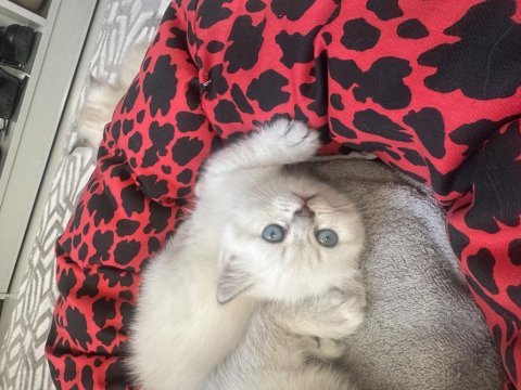 British shorthair kedilerim