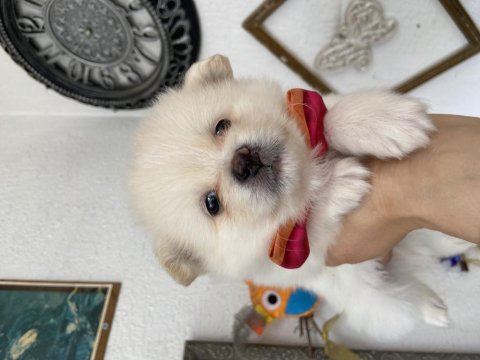 Dünya tatlısı spitz yavrularımız