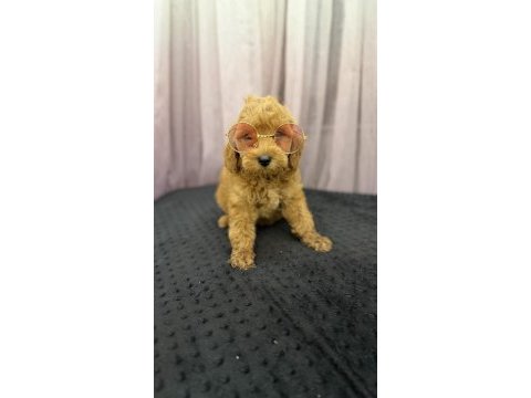 2 aylık poodle yavruları