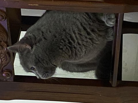 Ev dostu bakımlı aşıları tam british shorthair