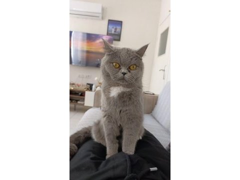 British blue point safkan ayı surat