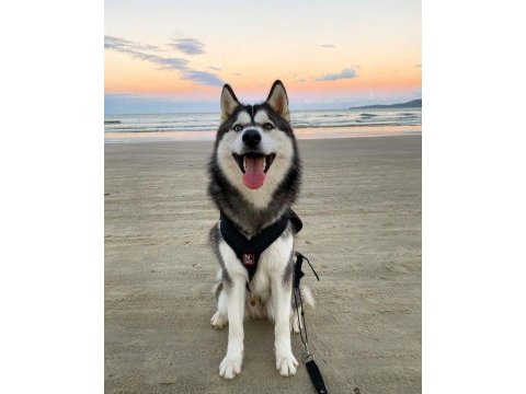 Husky sibirya kurdu