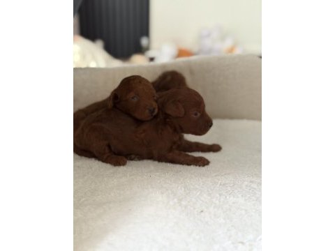 Bebek toy poodle
