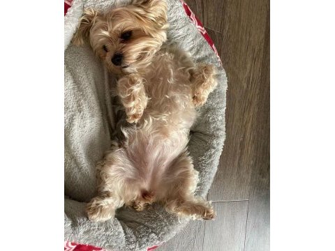 Mama karşılığı köpeğimizi sahiplendirme