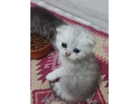 Scottish fold yeni yuva için hazırız