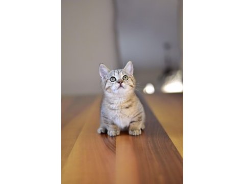 Munchkin cüce kedimiz