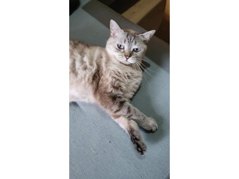British shorthair bayram şekeri