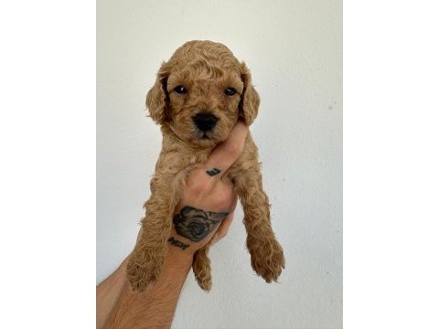 Toy poodle köpeği