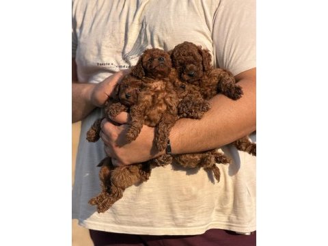 Aşılı çiş eğitimli büyümeyen toy poodle bebekler 