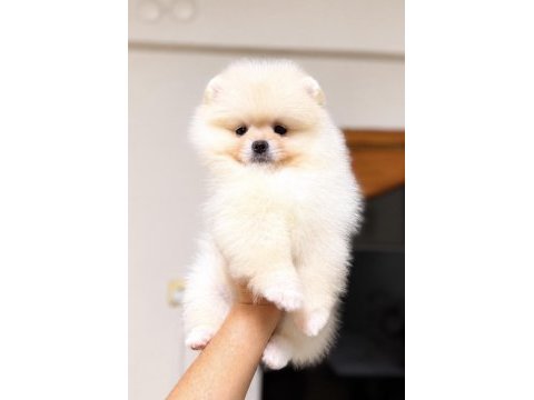 Dişi pomeranian boo köpeği