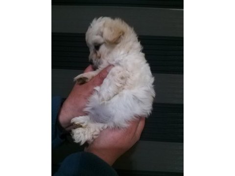 Mini boy maltipoo bebekler