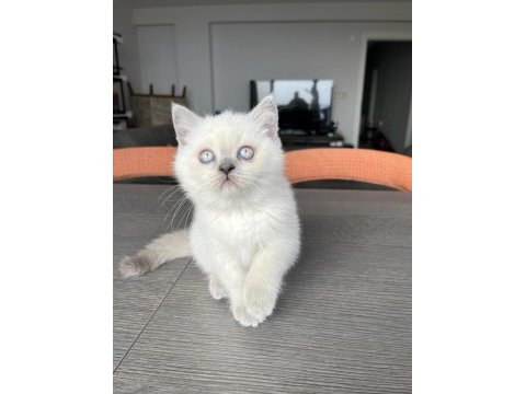 British shorthair blue point