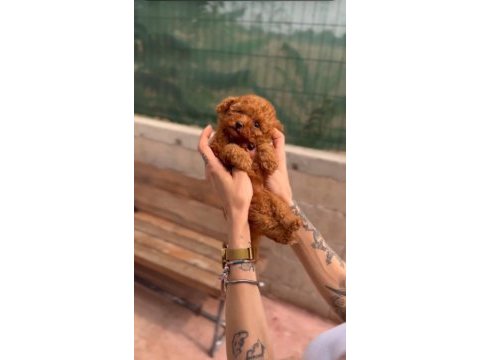 Kore kan toy poodle yavrularımız