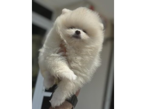 Çok özel tea cup pomeranian yavrularımız
