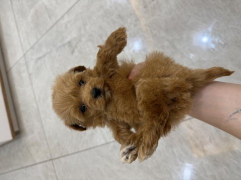 En miniğinden maltipoo 