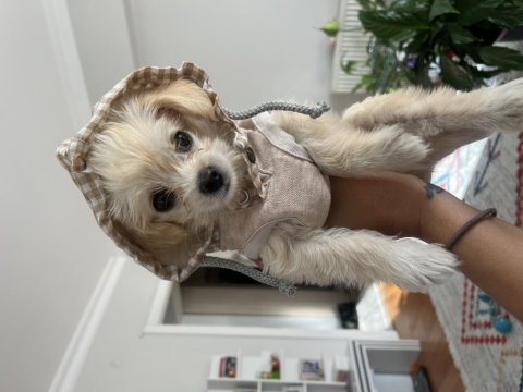 50 günlük maltese terrier