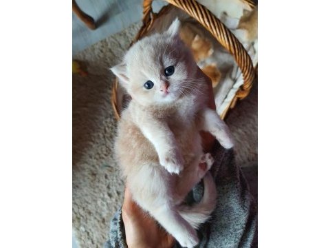 Saf kan golden british shorthair yavruları (wcf kayıtlı)