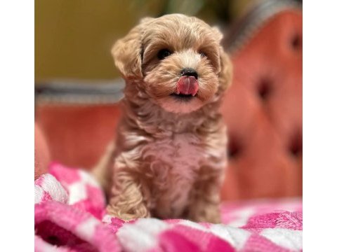 Maltipoo  yavrularımız 
