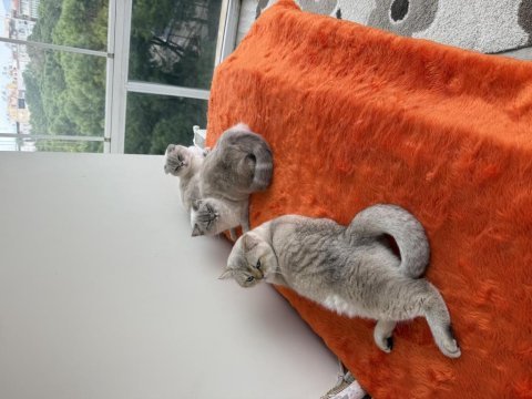 Safkan british shorthair