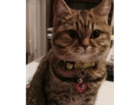 British shorthair 6 yaşında