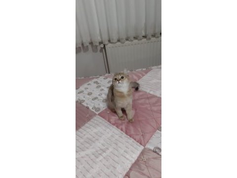 Golden british shorthair tatlılık