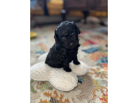 Safkan minik siyah toy poodle