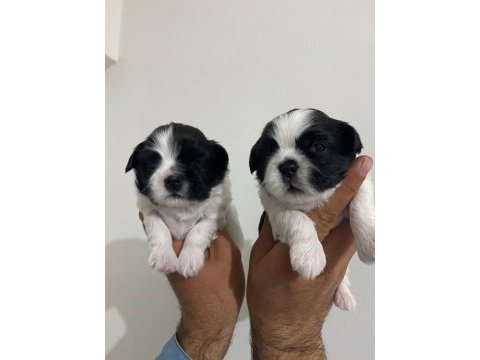 Shih tzu bebekler