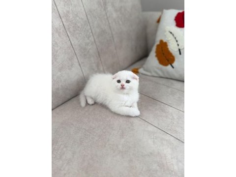Son kalan scottish fold güzellik