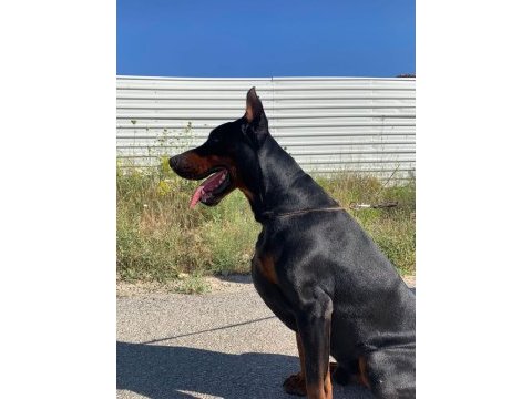 Şecereli doberman yeni yuvalarını arıyor