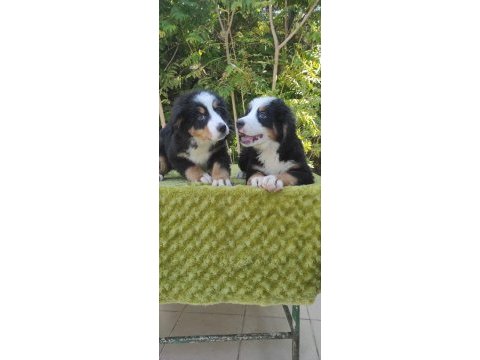 A kalite bernese mountain dog yavrular
