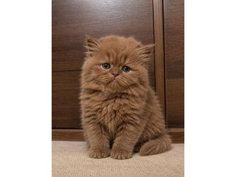 Teddy british longhair cinnamon