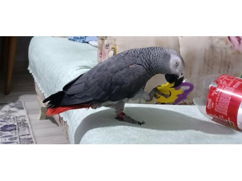 Üst düzey jako papağanı full artı full