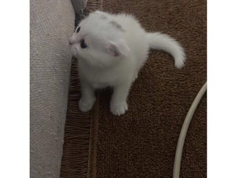 Yavru beyaz scottish fold