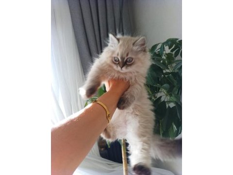 Pofuduk pati british longhair