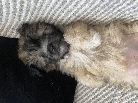 Terrier yavrularıma iyi bakacak birilerini arıyorum