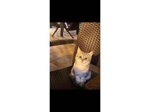 British shorthair 6 aylık