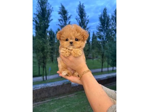 Sevimli maltipoo çocuklarım