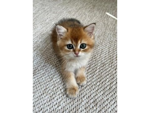 British shorthair golden shaded 2 aylık yavru dişi