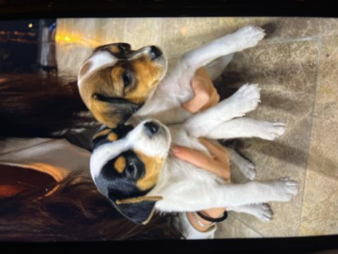 0 numara kısa bacak jack russell yeni evine gitmeye hazır