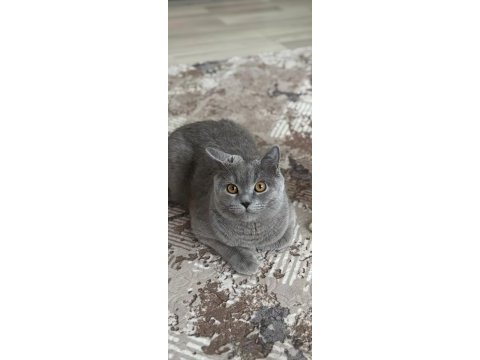 Sevimli ufaklık kedimiz babi yeni yuvasını arıyor