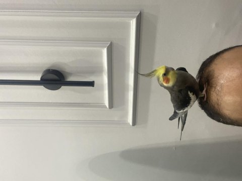 Eğitimli konuşan sultan papağanı